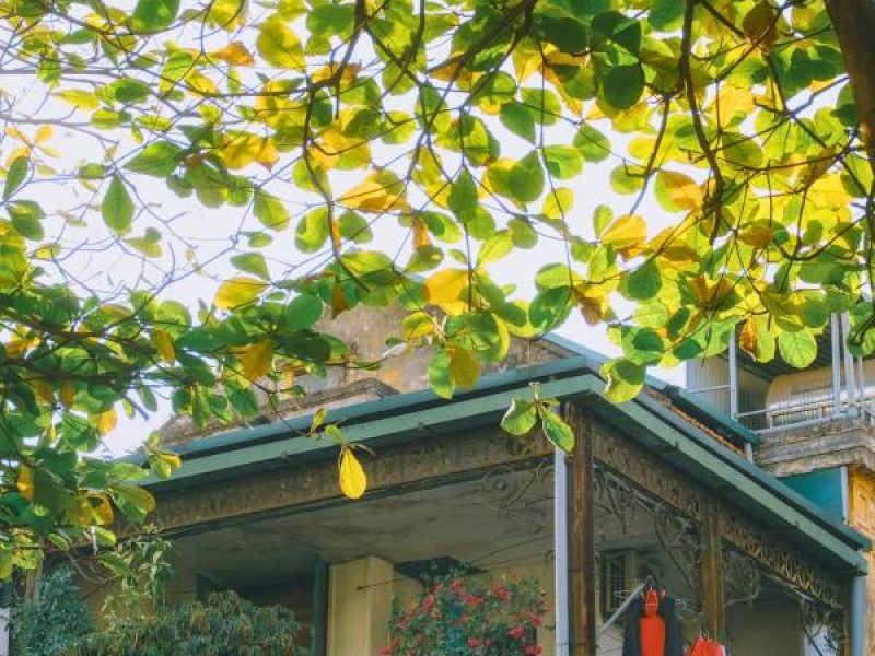 Golden leaves fall gently over Hoang Dieu Street, where autumn turns every corner of Hanoi into a soft, timeless painting Golden leaves fall gently over Hoang Dieu Street, where autumn turns every corner of Hanoi into a soft, timeless painting