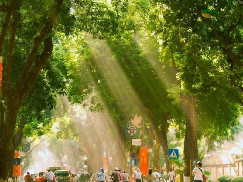 Hanoi in October: The Most Beautiful Season of the Year Sunlight filtering through tall trees on a Hanoi street in autumn
