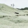 Moc Chau in White Season Where Mustard Flowers Bloom and Time Slows in Vietnam’s Highlands