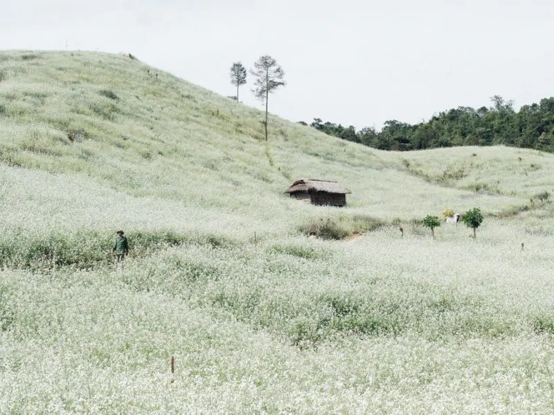 Moc Chau in White Season Where Mustard Flowers Bloom and Time Slows in Vietnam’s Highlands