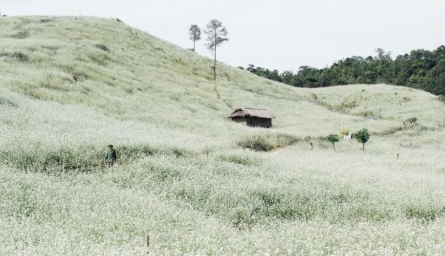 Moc Chau in White Season Where Mustard Flowers Bloom and Time Slows in Vietnam’s Highlands