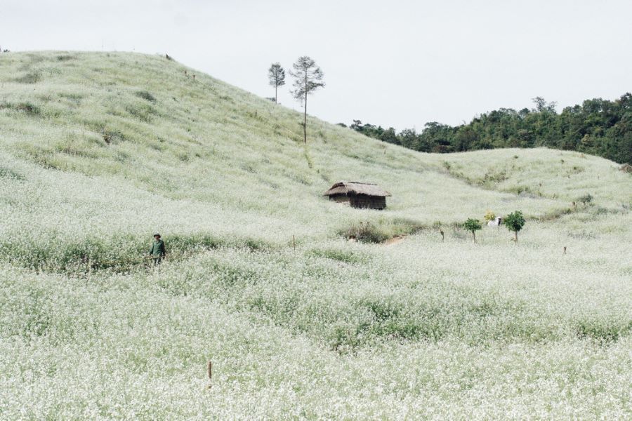 Moc Chau White Season: Mustard Flower Fields Guide
