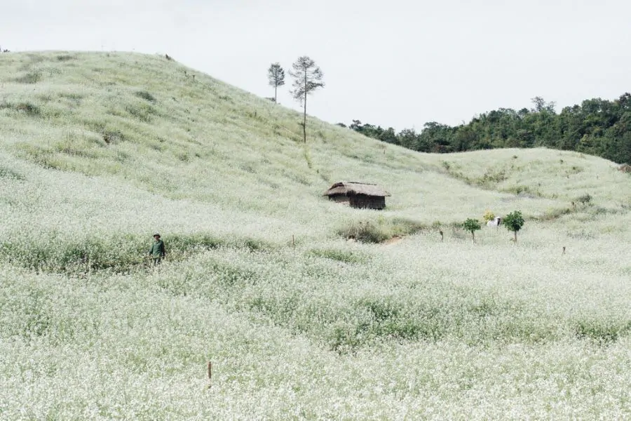 Moc Chau in White Season Where Mustard Flowers Bloom and Time Slows in Vietnam’s Highlands